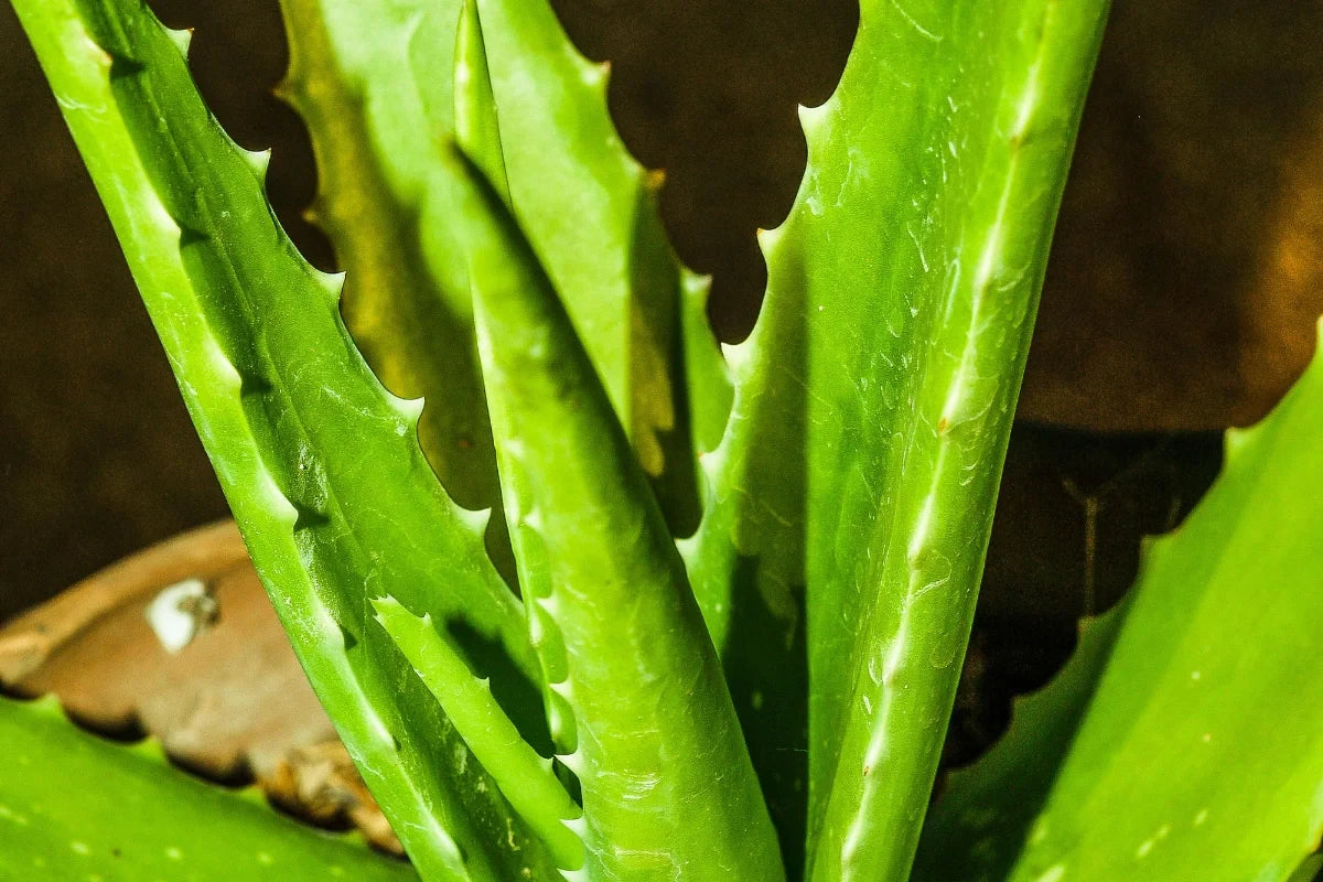 Aloe vera