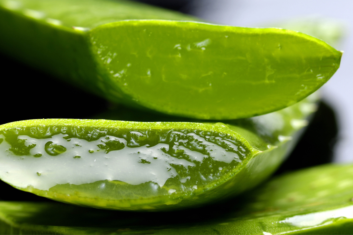 L’aloe vera est‑elle comestible ? Oui & non...