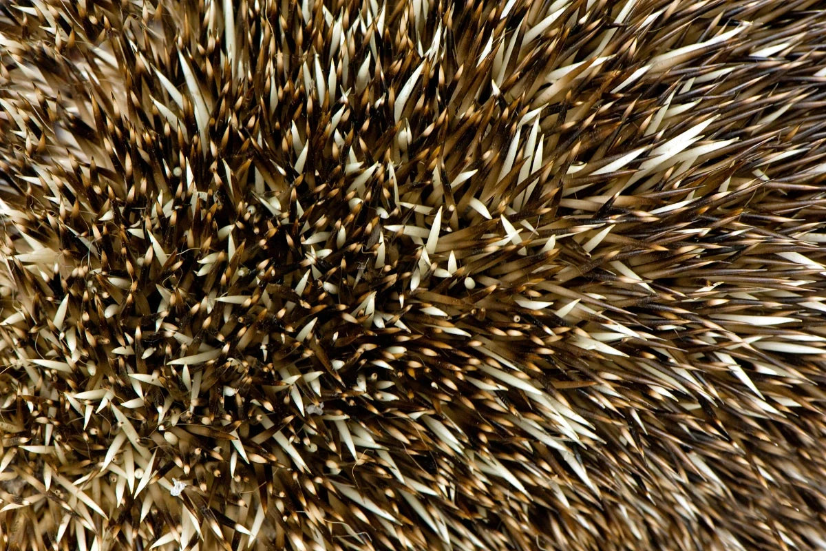 Spicules - cheveux
