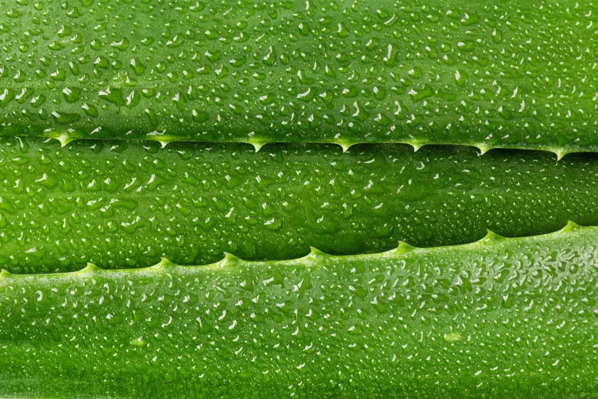 Aloe vera
