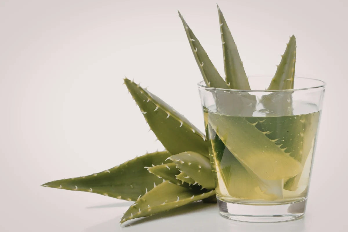 Aloe vera