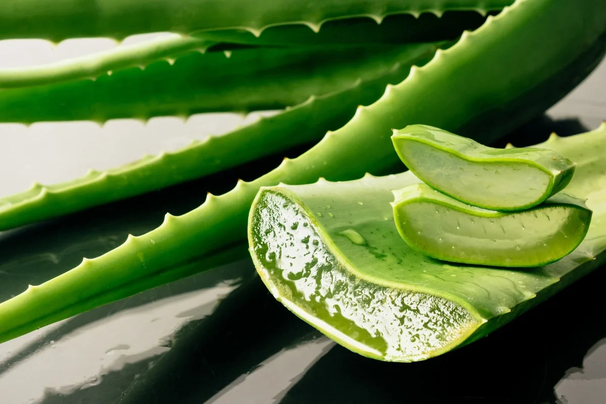 Aloe vera