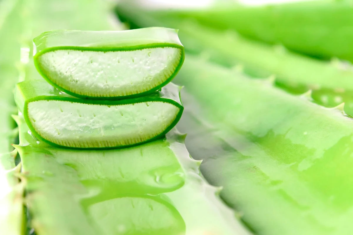 Aloe vera