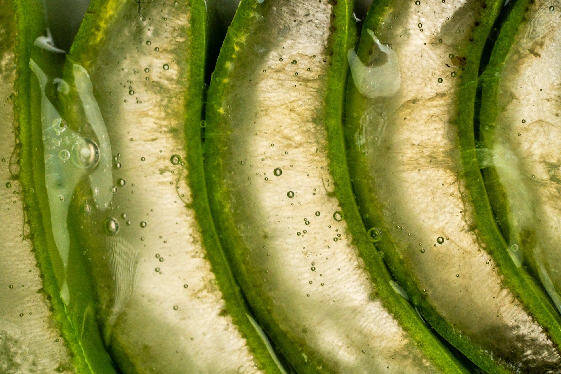 Texture de l'aloe vera